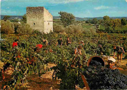 Vignes - Au Pays Du Soleil - Vendanges - Vendanges - Raisins - Vin - CPM - Voir Scans Recto-Verso - Weinberge