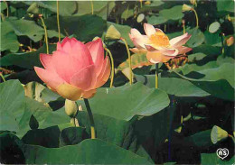 32 - Barbotan Les Thermes - Les Lotus - Fleurs - CPM - Voir Scans Recto-Verso - Barbotan