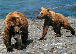 Animaux - Ours - Ours Brun - Peche Au Saumon - Bear - CPM - Voir Scans Recto-Verso - Bären