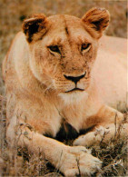 Animaux - Fauves - Lion - Animaux D'Afrique En Liberté - Lionne - CPM - Voir Scans Recto-Verso - Löwen