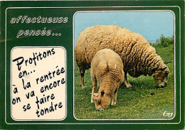 Animaux - Moutons - Carte Humoristique - Profitons En à La Rentrée On Va Encore Se Faire Tondre - CPM - Voir Scans Recto - Autres & Non Classés