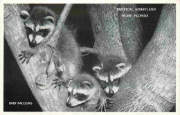 Animaux - Raton Laveur - Baby Racoons - Tropical Hobbyland - Miami Florida - CPM Format CPA - Carte Neuve - Voir Scans R - Autres & Non Classés