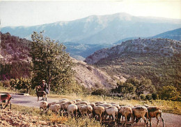 Animaux - Moutons - Provence - Bergère Et Son Troupeau - CPM - Voir Scans Recto-Verso - Autres & Non Classés