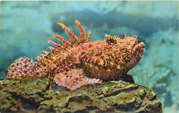 Animaux - Poissons - Musée Océanographique De Monaco - 105 - Scorpanea Porcus ( Rascasse , Scorpion Fish ) - Carte Neuve - Fish & Shellfish