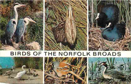 Animaux - Oiseaux - Birds Of The Norfolk Broads - Multivues - Héron - Bittern - Coot - Mute Swan - Bearded Tit - Great C - Birds