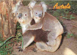 Animaux - Koalas - Australie - CPM - Voir Scans Recto-Verso - Autres & Non Classés