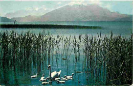 Animaux - Oiseaux - Cygnes - Lac D'Annecy - CPM - Voir Scans Recto-Verso - Oiseaux