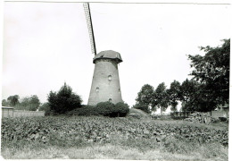 Brecht , Molen - Brecht