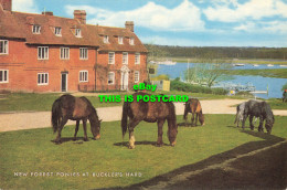 R569335 New Forest Ponies At Bucklers Hard. Salmon - Welt