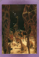 75 PARIS Muséum National D'Histoire Naturelle Grande Galerie De L'Évolution La Jeune Girafe Se Repose - Musei