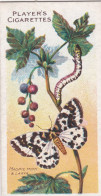 36 Magpie Moth -  Butterflies & Moths - 1904  - Original Players Cigarette Card - ANTIQUE - Player's