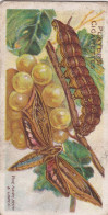 34 Vine Hawk Moth -  Butterflies & Moths - 1904  - Original Players Cigarette Card - ANTIQUE - Player's