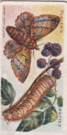 39 Lappet Moth -  Butterflies & Moths - 1904  - Original Players Cigarette Card - ANTIQUE - Player's