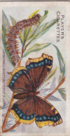 37 Camberwell Beauty Butterfly -  Butterflies & Moths - 1904  - Original Players Cigarette Card - ANTIQUE - Player's