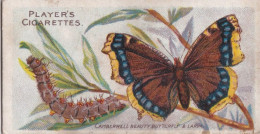 37 Camberwell Beauty Butterfly -  Butterflies & Moths - 1904  - Original Players Cigarette Card - ANTIQUE - Player's