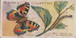 38 Small Tortoise Shell Butterfly -  Butterflies & Moths - 1904  - Original Players Cigarette Card - ANTIQUE - Player's