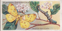 26 Brimstone L Butterfly -  Butterflies & Moths - 1904  - Original Players Cigarette Card - ANTIQUE - Player's