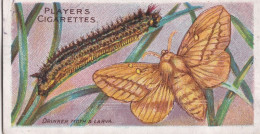 50 Drinker Moth -  Butterflies & Moths - 1904  - Original Players Cigarette Card - ANTIQUE - Player's