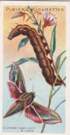 31 Elephant Hawk Moth -  Butterflies & Moths - 1904  - Original Players Cigarette Card - ANTIQUE - Player's