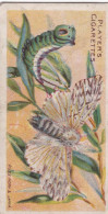 9 Puss Moth -  Butterflies & Moths - 1904  - Original Players Cigarette Card - ANTIQUE - Player's