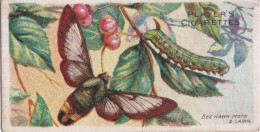 28 Bee Hawk Moth -  Butterflies & Moths - 1904  - Original Players Cigarette Card - ANTIQUE - Player's