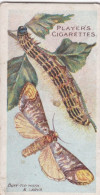 33 Buff Tip Moth -  Butterflies & Moths - 1904  - Original Players Cigarette Card - ANTIQUE - Player's