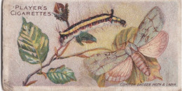 2 Common Dagger Moth -  Butterflies & Moths - 1904  - Original Players Cigarette Card - ANTIQUE - Player's