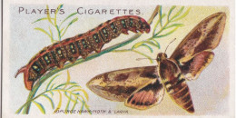 16 Spurg Hawk Moth -  Butterflies & Moths - 1904  - Original Players Cigarette Card - ANTIQUE - Player's
