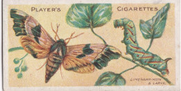 25 Lime Hawk Moth -  Butterflies & Moths - 1904  - Original Players Cigarette Card - ANTIQUE - Player's