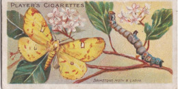 26 Brimstone Moth -  Butterflies & Moths - 1904  - Original Players Cigarette Card - ANTIQUE - Player's