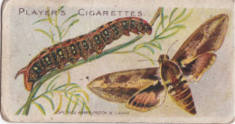16 Spurg  Hawk Moth -  Butterflies & Moths - 1904  - Original Players Cigarette Card - ANTIQUE - Player's