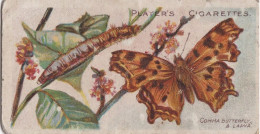 43 Comma Butterfly -  Butterflies & Moths - 1904  - Original Players Cigarette Card - ANTIQUE - Player's