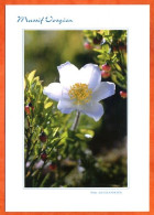 Massif Vosgien Anémone Fleur Carte Vierge TBE - Fleurs