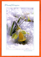 Massif Vosgien Jonquilles Sous La Neige Fleurs Jonquille Carte Vierge TBE - Flowers