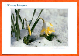 Massif Vosgien Jonquilles Sous La Neige Fleurs 88 Vosges Carte Vierge TBE - Fleurs