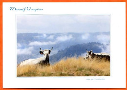 88 Massif Vosgien Vaches Sur Les Cretes  Carte Vierge TBE - Cows