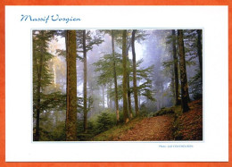 88 Vosges Massif Vosgien Sous Bois Au Fossard Foret Bois Paysage Carte Vierge TBE - Autres & Non Classés