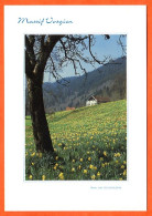 88 Vosges Massif Vosgien Jonquilles à Rochesson Ferme Montagne Carte Vierge TBE - Autres & Non Classés