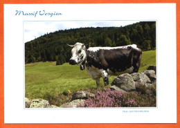 88 68 Massif Vosgien Vache Vosgienne Carte Vierge TBE - Cows
