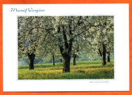 88 Vosges Massif Vosgien Cerisiers En Fleurs Carte Vierge TBE - Fleurs