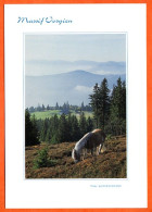 88 Massif Vosgien Rencontre Sur Les Cretes Cheval Montagne - Horses