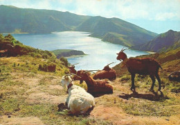 SÃO MIGUEL, Açores - Lagoa Do Fogo  (2 Scans) - Açores
