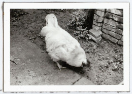 Photo Ancienne - Une Poule Blanche Picore Dans La Cour, Poulet, Vernaculaire - Autres & Non Classés