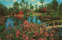 ETATS UNIS -  Florida - Famous Cypress Gardens  - Colorisé - Carte Postale Ancienne - Otros & Sin Clasificación
