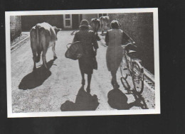 Prusly Sur Ource Cote D'or 1984 , Vachère Et Ses Vaches Dans La Rue , Vélo , N 4 - Sonstige & Ohne Zuordnung