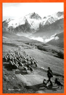 Vieux Métiers Berger Moutons Avec Chiens 2 Montagne Carte Vierge TBE - Bauern