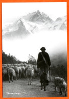 Vieux Métiers Berger Moutons Avec Chiens Montagne Carte Vierge TBE - Farmers