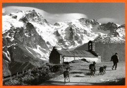 Vieux Métiers Berger Et Chevres Chemin Montagne Carte Vierge TBE - Paysans