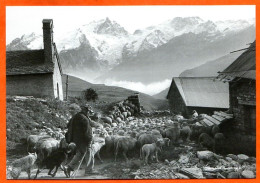 Vieux Métiers Berger Troupeau Moutons Chien Montagne Carte Vierge TBE - Ambachten