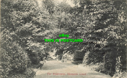 R569023 Wilderness. Hampton Court. 1908. A. S. Series. No. 148 - Wereld